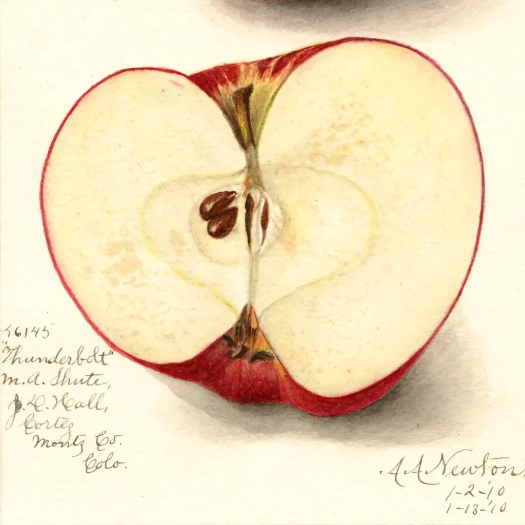 The Thunderbolt apple was commonly grown in southwest Colorado in the early 1900s