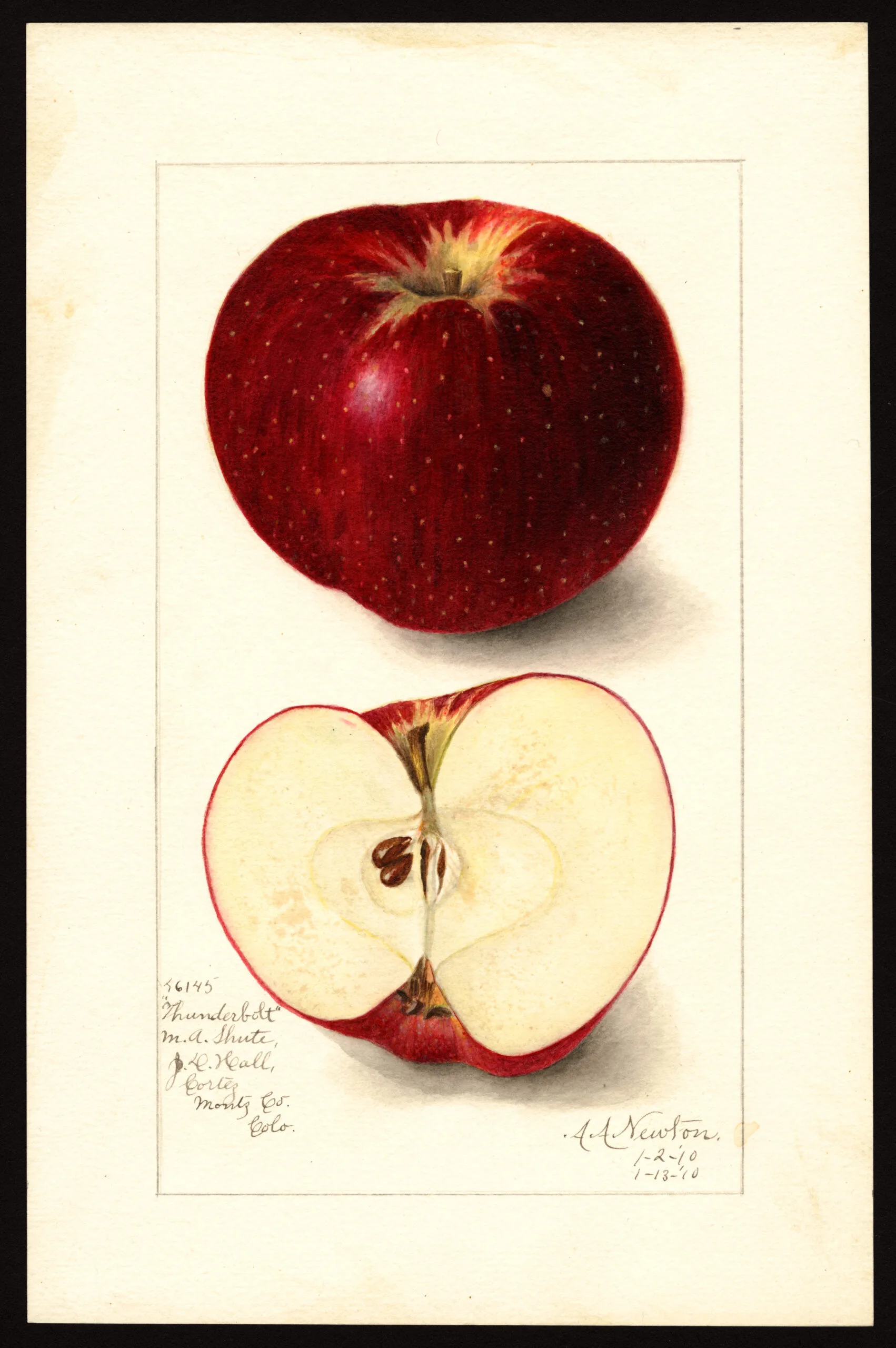 The Thunderbolt is maroonish in color, splashed on the top with golden brown. 1910 USDA Pomological Watercolor Collection.